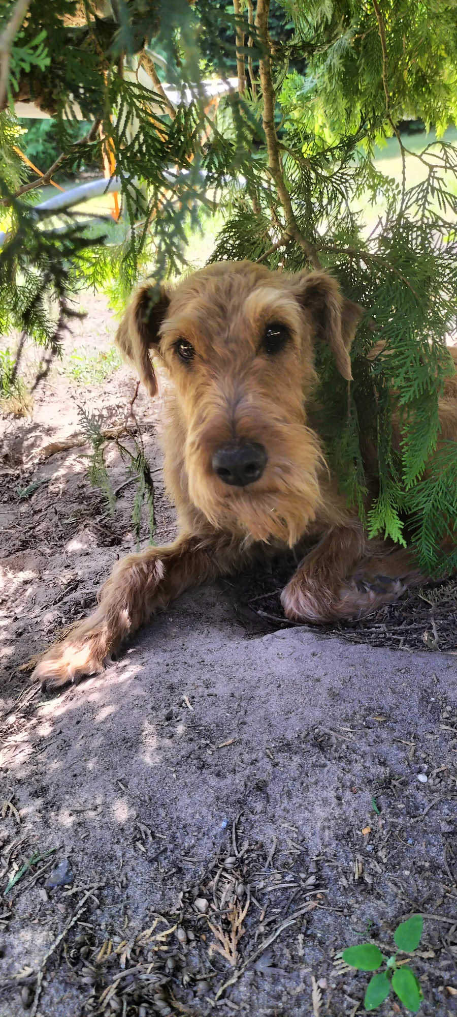 Ein Hund liegt zurückgezogen im Schatten unter einem Zweig und schaut vorsichtig hervor