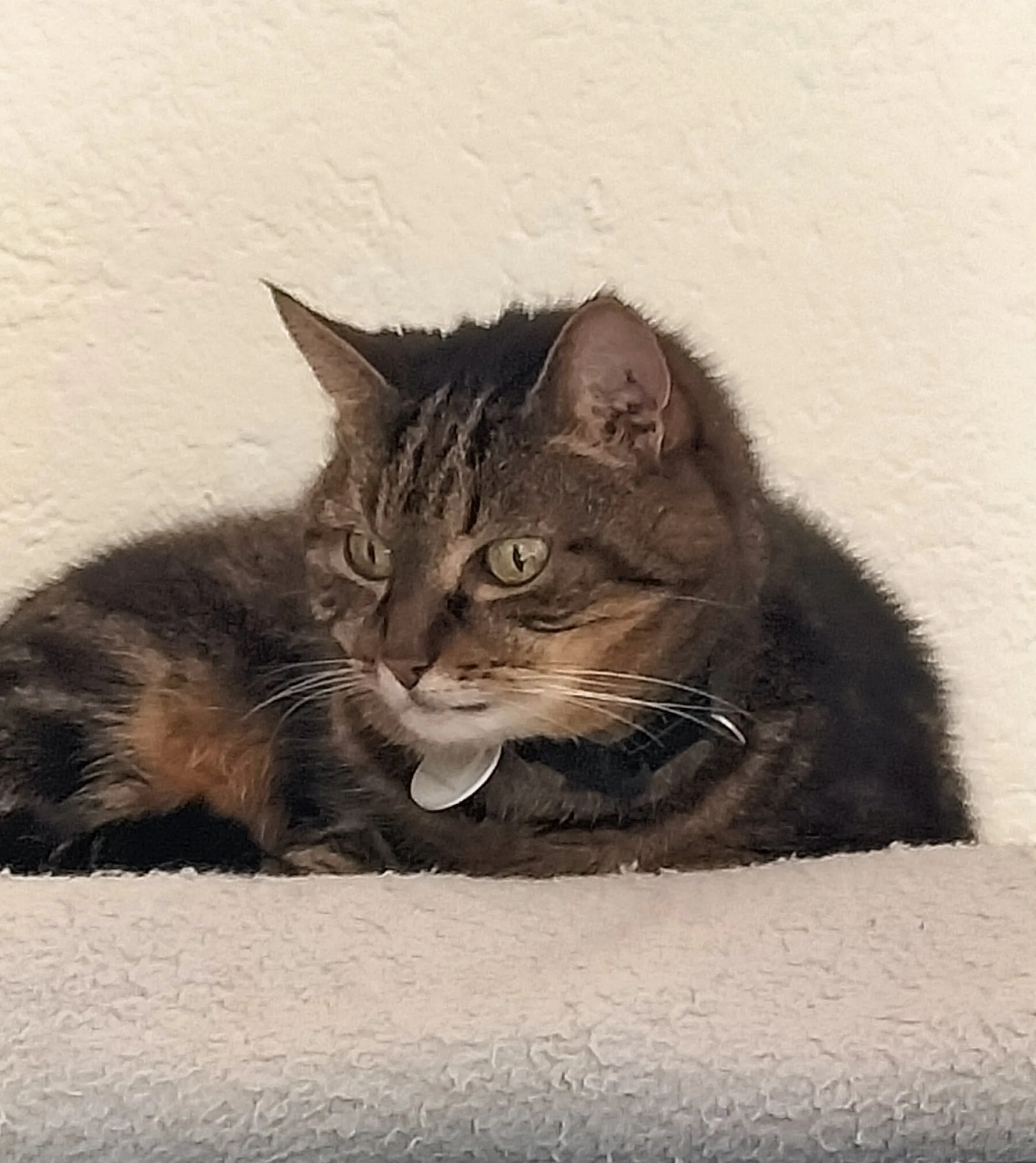 Eine Katze liegt entspannt auf ihrem Kratzbaum