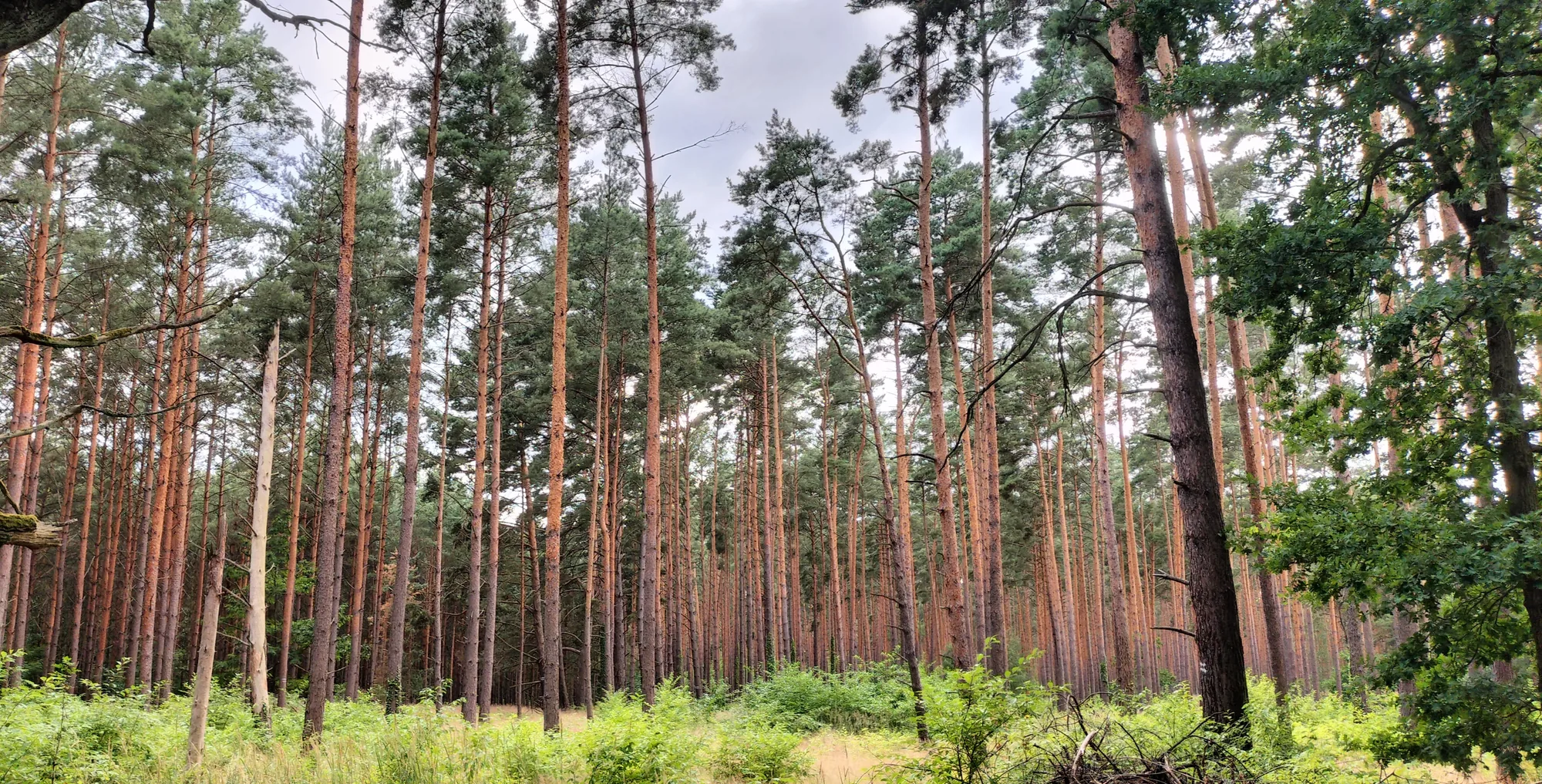 Ruhiger Kiefernwald mit hohen, geraden Stämmen
