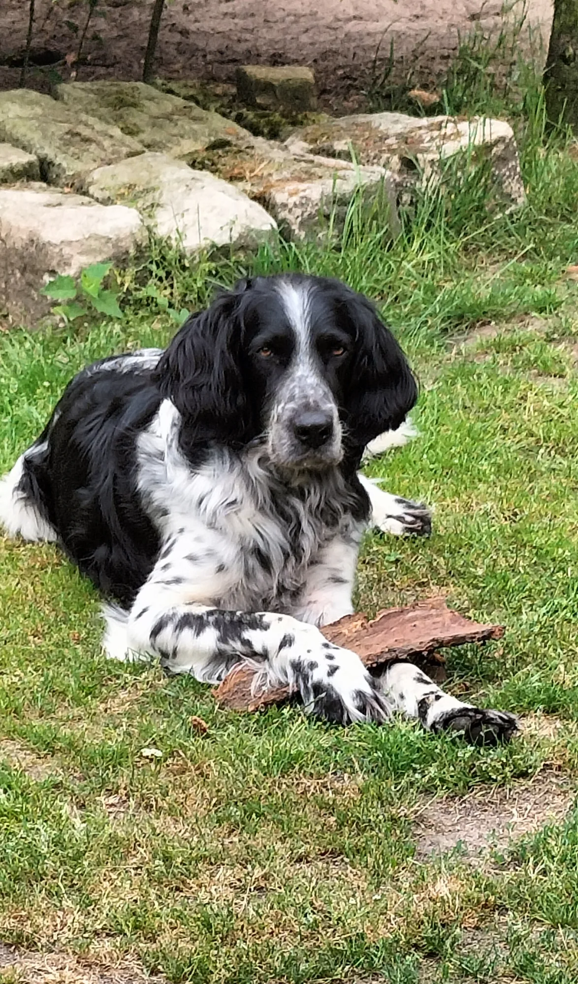 Ein schwarz-weisser Spaniel liegt ruhig im Gras